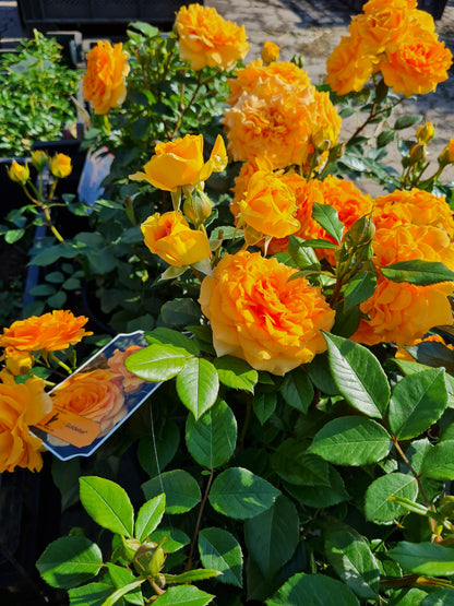 Rosa 'Goldelse' ® BT - Beetrose 'Goldelse' ®