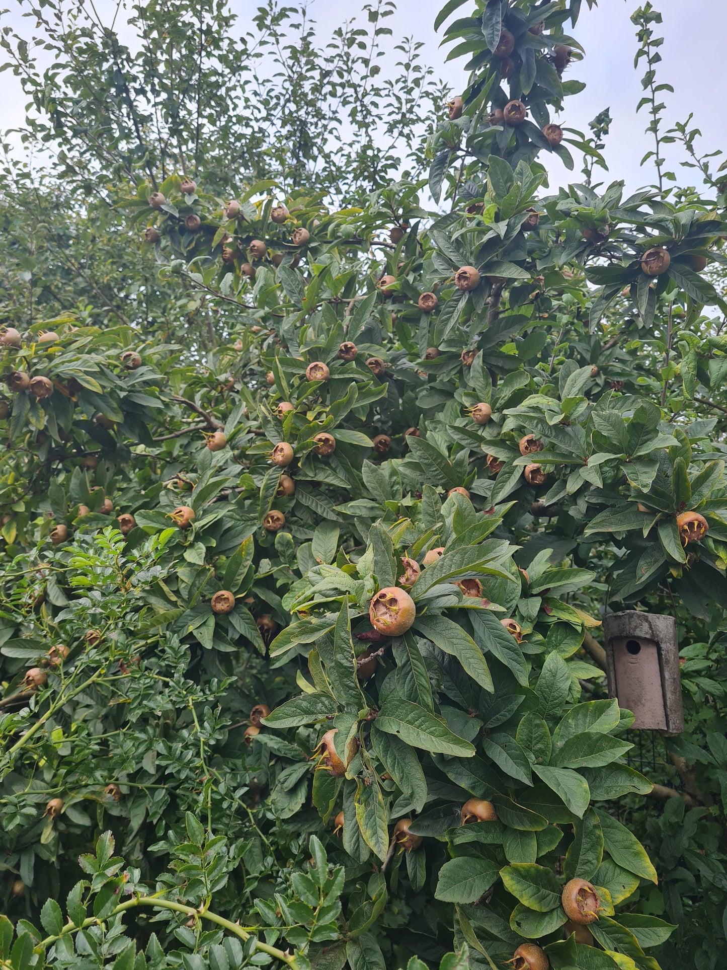 Mespilus germanica - Mispel