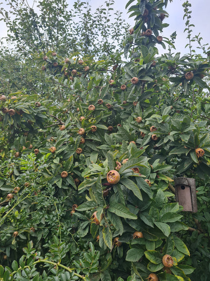 Mespilus germanica - Mispel