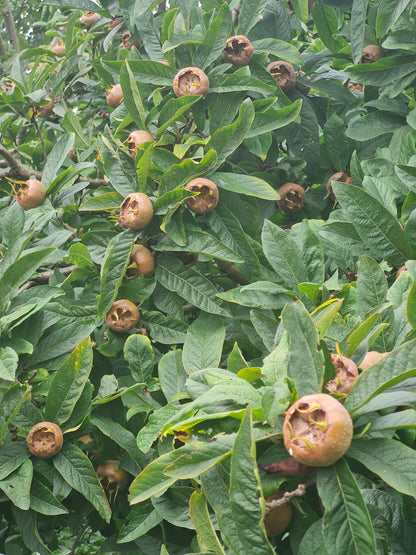 Mespilus germanica - Mispel