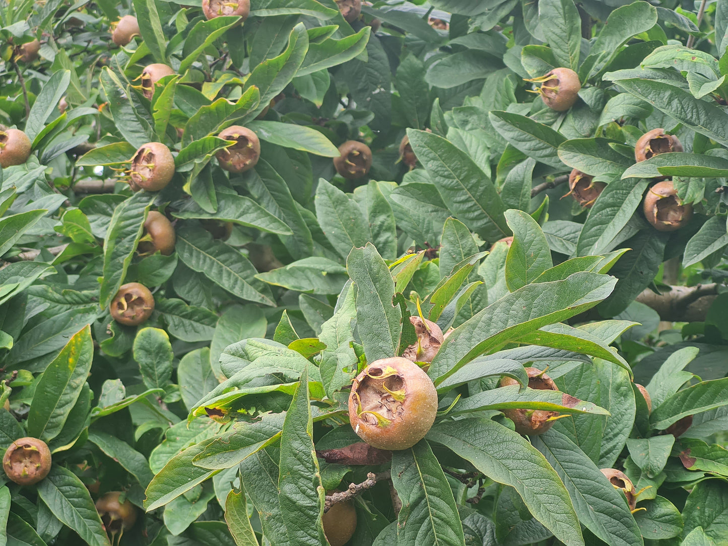 Mespilus germanica - Mispel