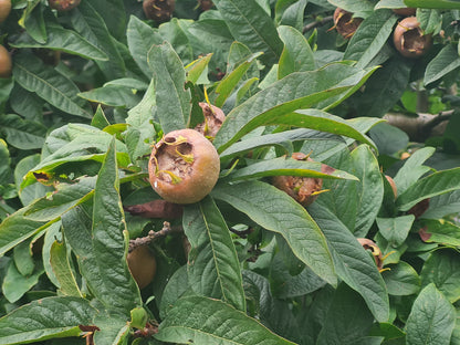 Mespilus germanica - Mispel