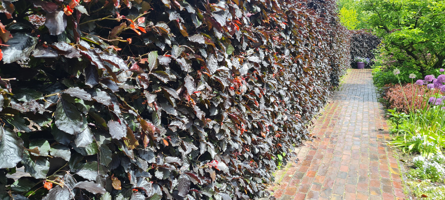 Fagus sylvatica purpurea - Blutbuche Baum / Hausbaum