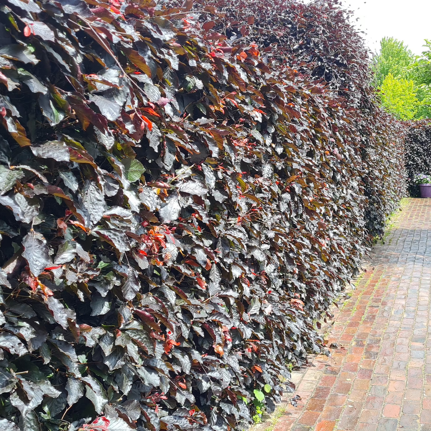 Fagus sylvatica purpurea - Blutbuche Baum / Hausbaum