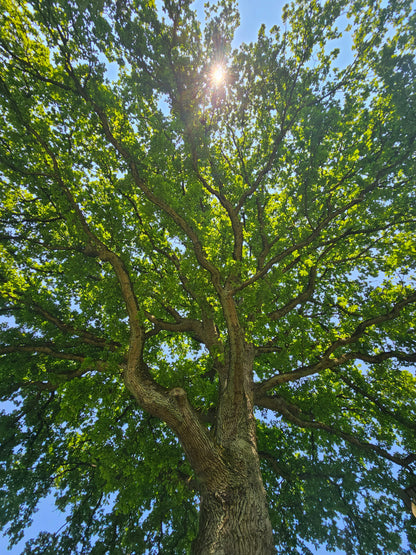 Quercus robur - Stieleiche / Deutsche Eiche
