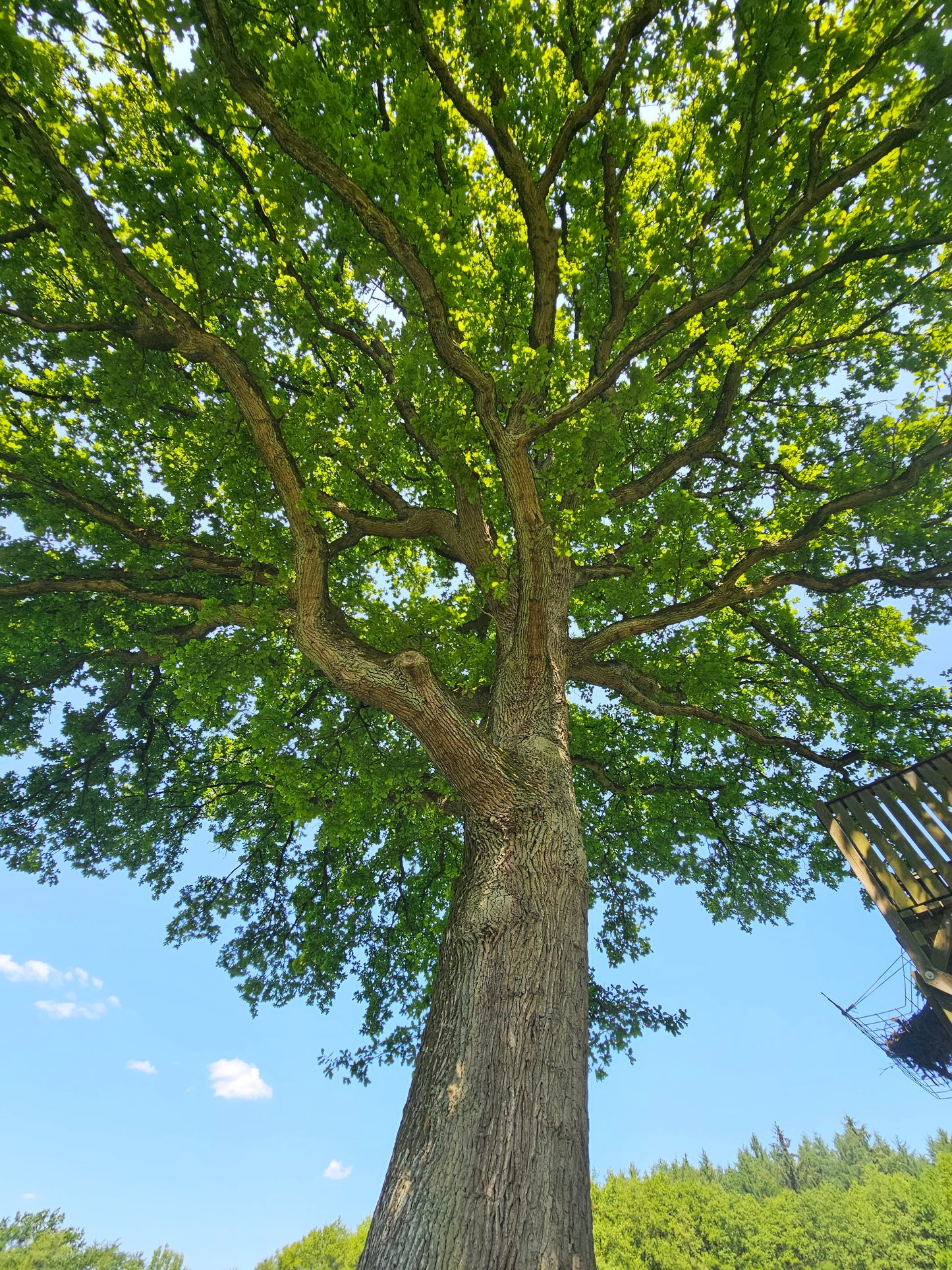 Quercus robur - Stieleiche / Deutsche Eiche