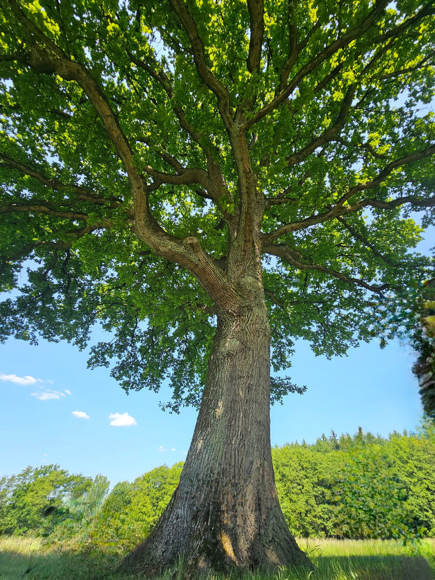 Quercus robur - Stieleiche / Deutsche Eiche