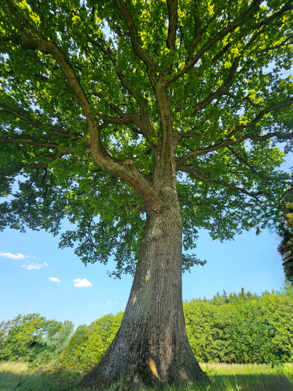 Quercus robur - Stieleiche / Deutsche Eiche