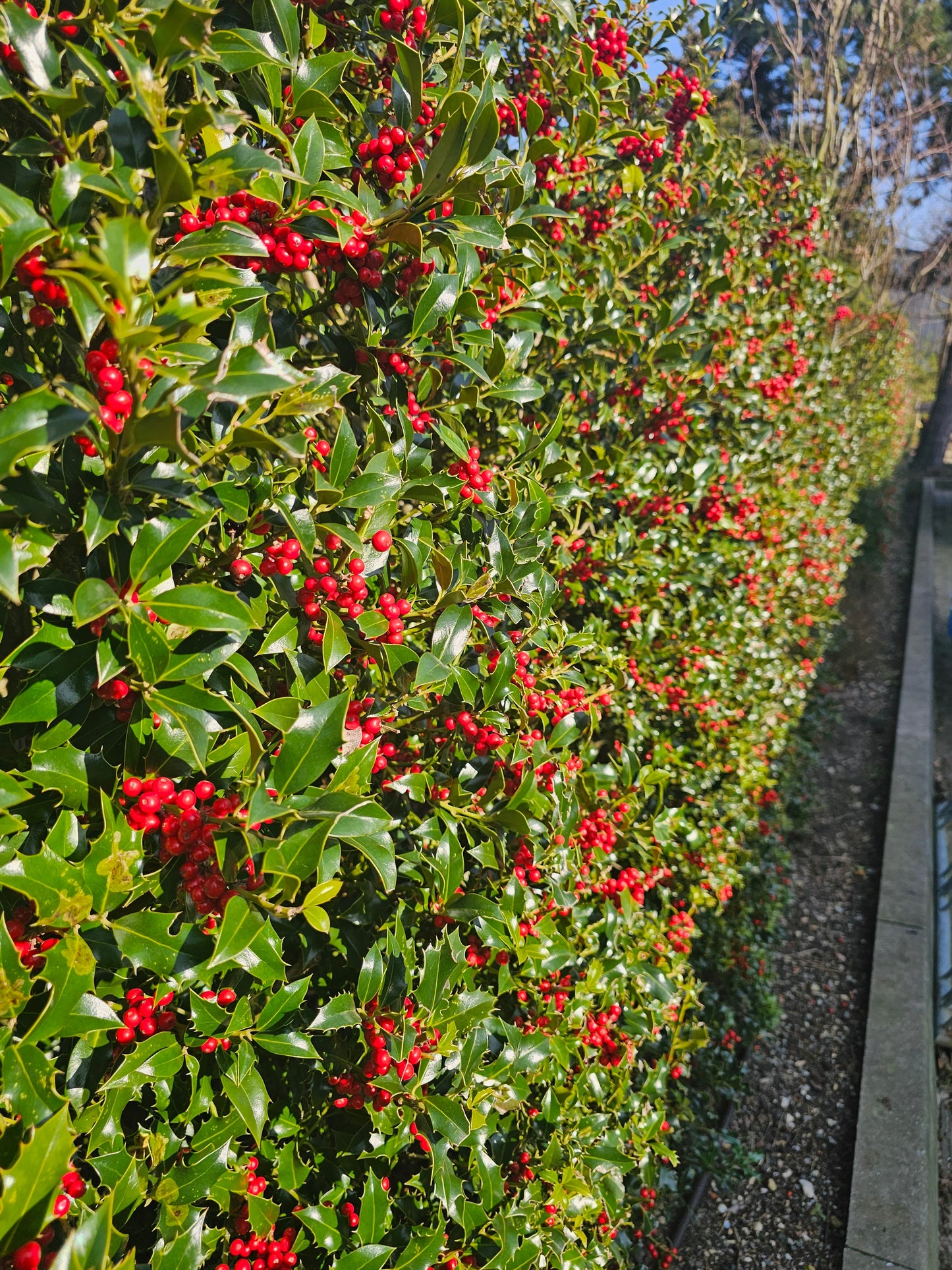 Ilex meserveae 'Blue Princess' ® - Fruchtende Stechpalme 'Blue Princess' ®