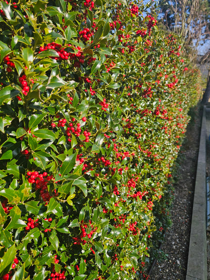Ilex meserveae 'Blue Princess' ® - Fruchtende Stechpalme 'Blue Princess' ®