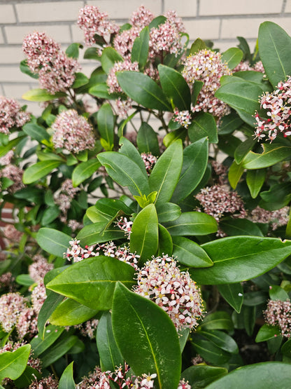 Skimmia japonica 'Rubella' - Japanische Blütenskimmie 'Rubella'