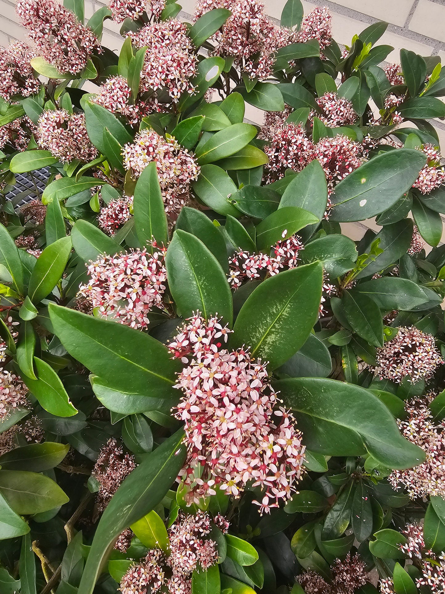 Skimmia japonica 'Rubella' - Japanische Blütenskimmie 'Rubella'