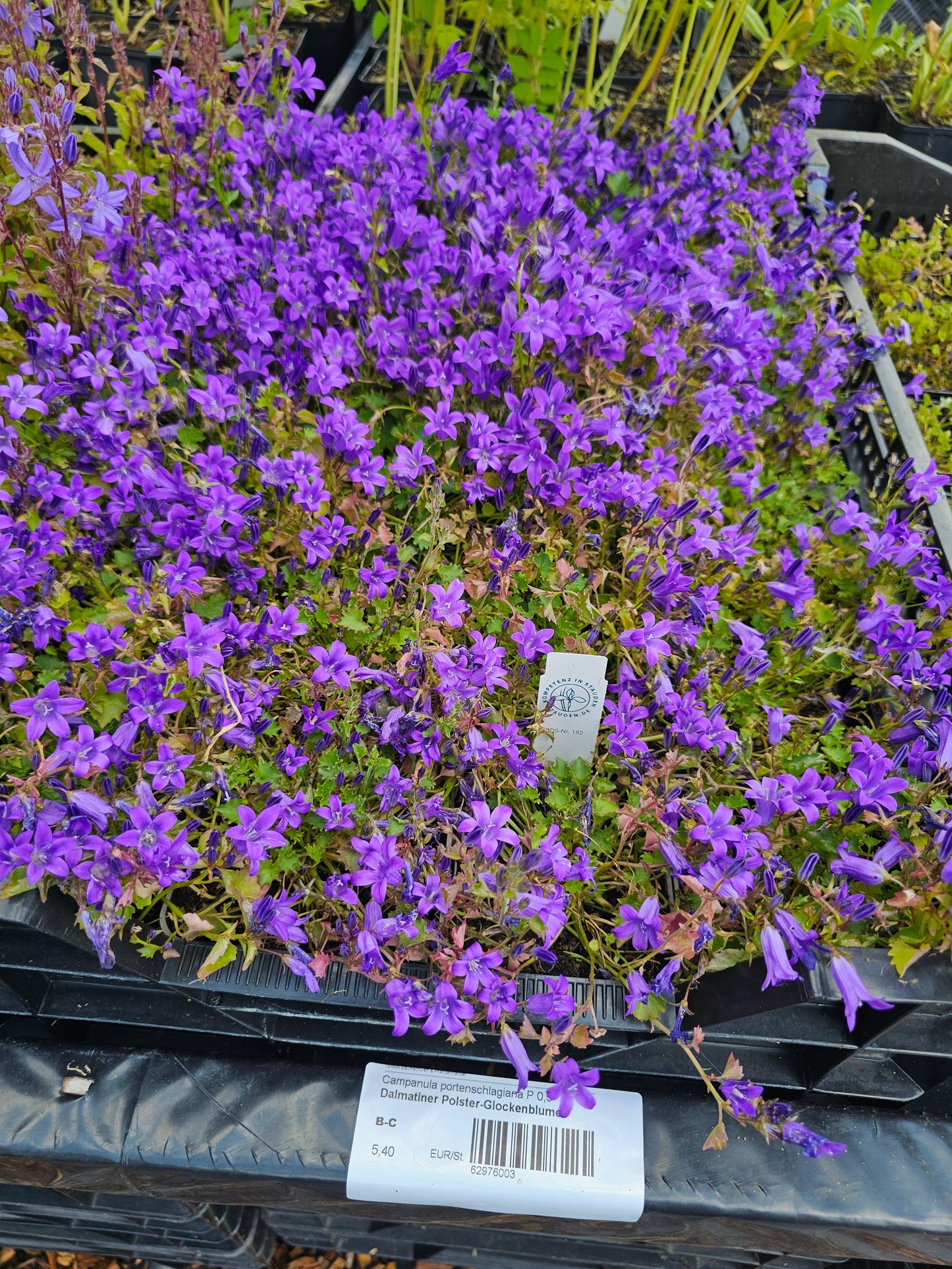 Campanula portenschlagiana - Dalmatiner Polster-Glockenblume