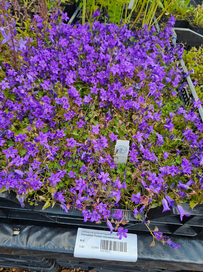 Campanula portenschlagiana - Dalmatiner Polster-Glockenblume