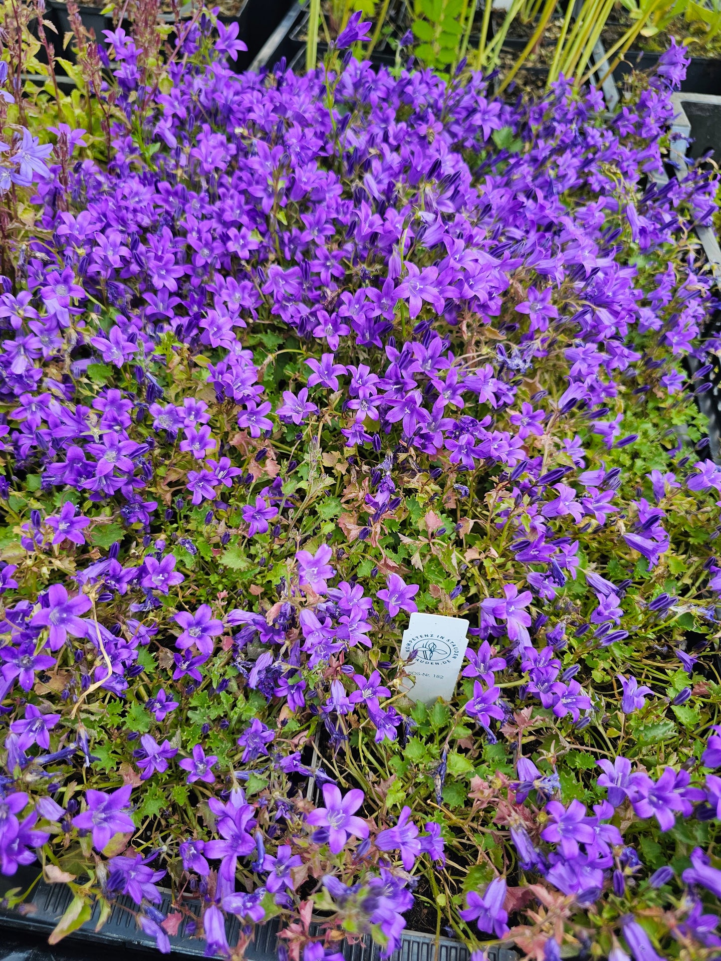 Campanula portenschlagiana - Dalmatiner Polster-Glockenblume