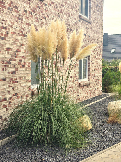 Cortaderia selloana - Pampasgras