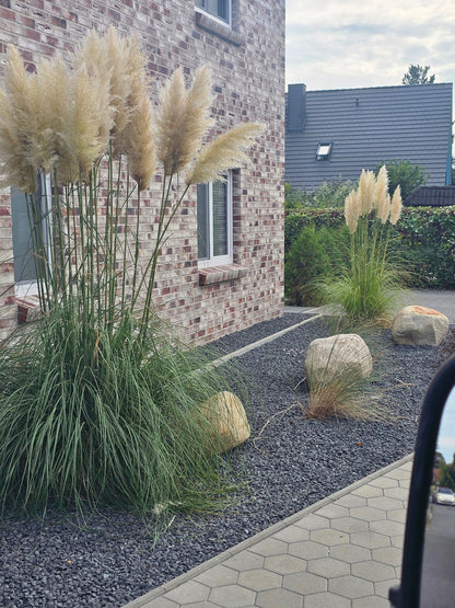 Cortaderia selloana - Pampasgras