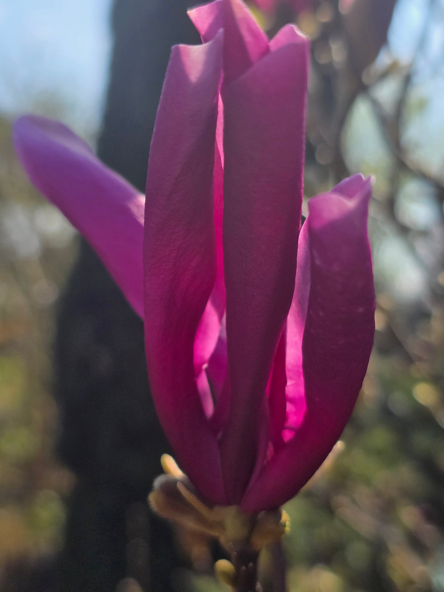 Magnolia liliiflora 'Nigra' - Purpurmagnolie 'Nigra'