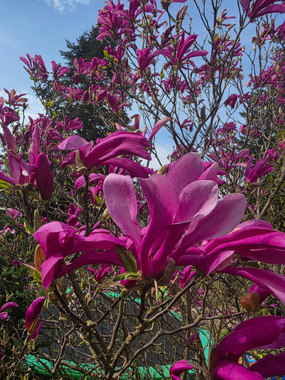 Magnolia liliiflora 'Nigra' - Purpurmagnolie 'Nigra'