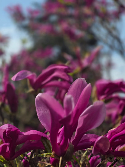 Magnolia liliiflora 'Susan' - Niedrige Magnolie 'Susan'