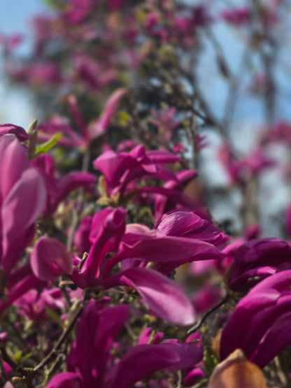 Magnolia liliiflora 'Nigra' - Purpurmagnolie 'Nigra'