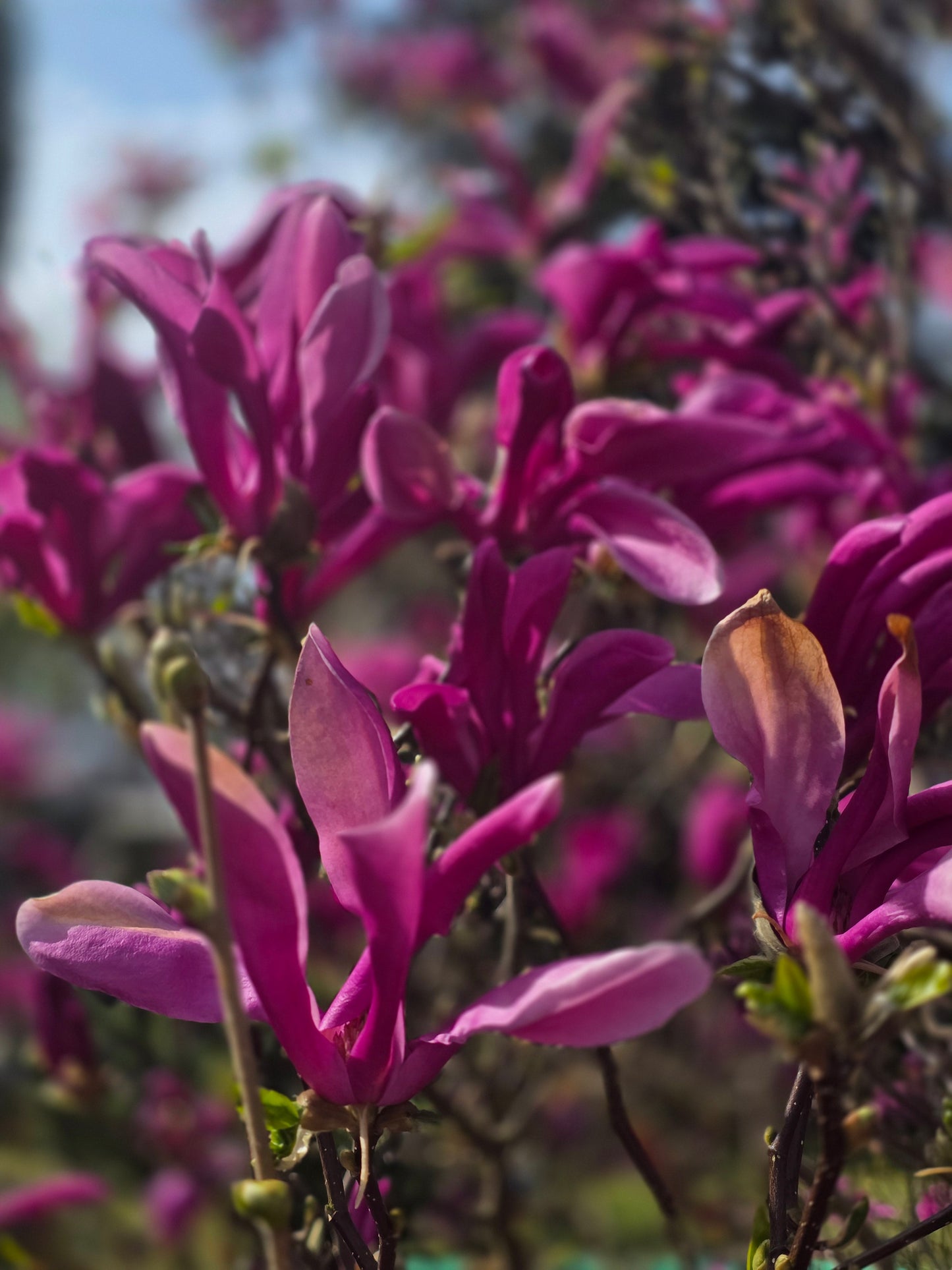 Magnolia liliiflora 'Susan' - Niedrige Magnolie 'Susan'