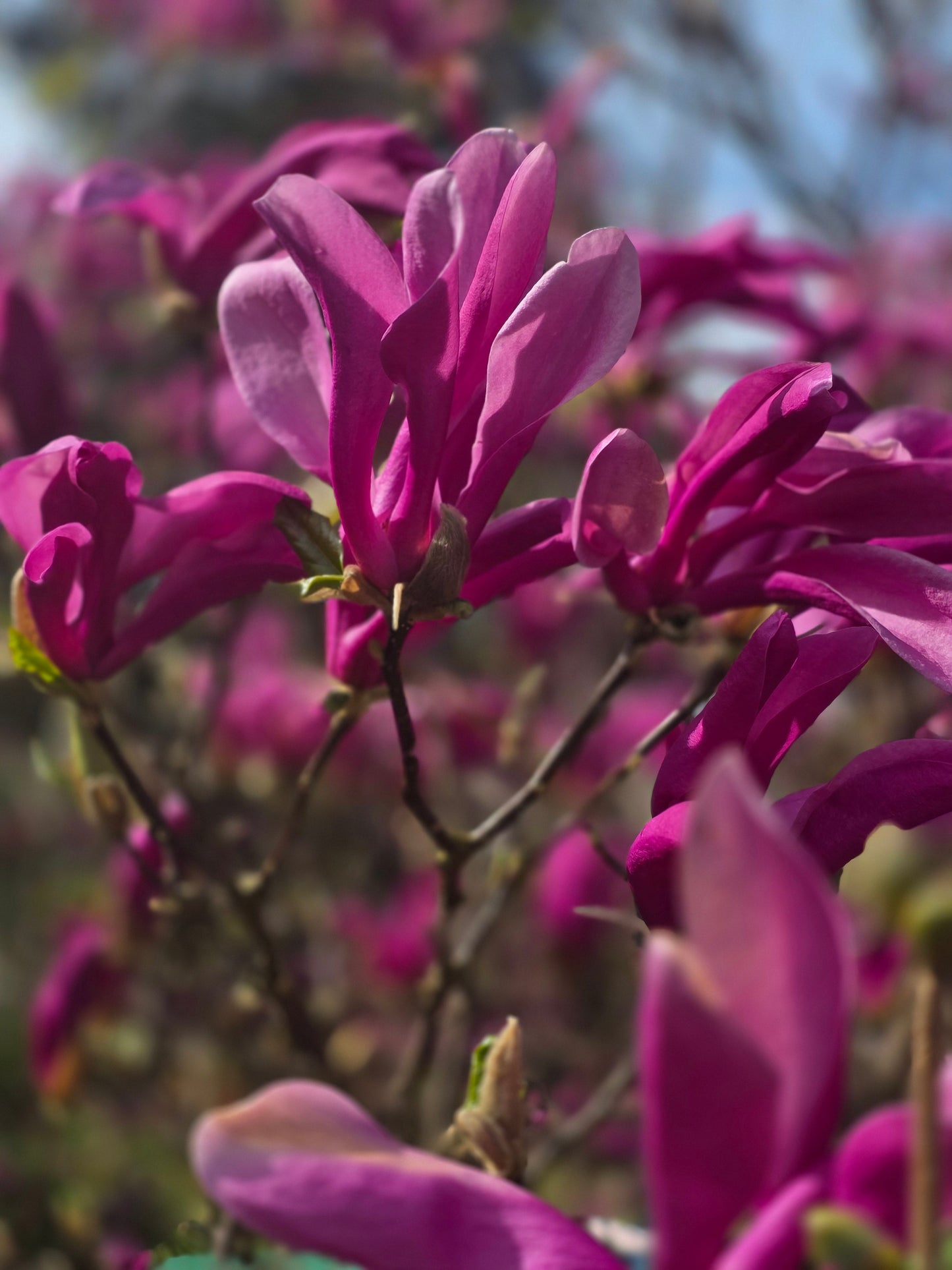 Magnolia liliiflora 'Nigra' - Purpurmagnolie 'Nigra'