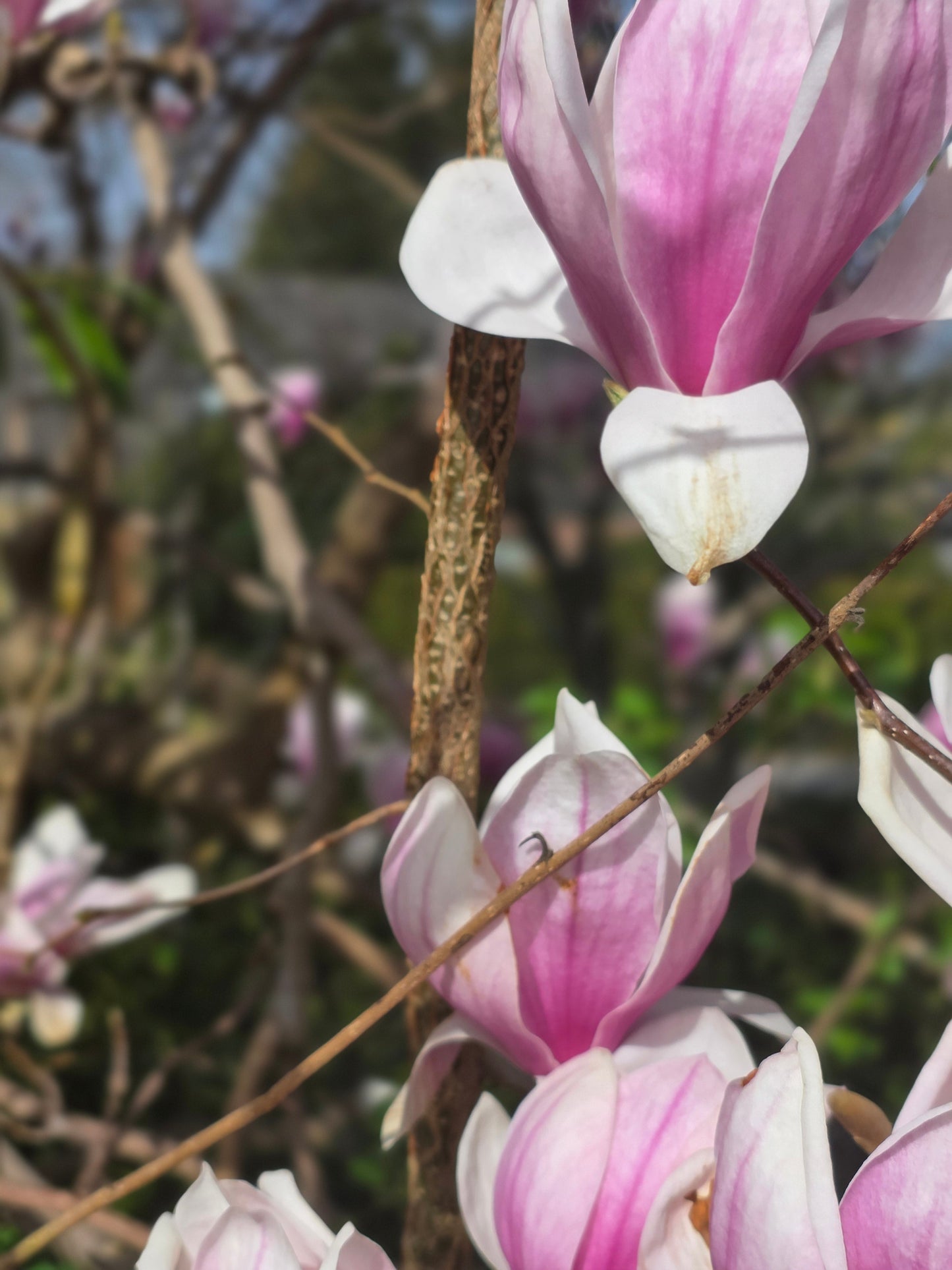 Magnolia soulangiana - Tulpenmagnolie