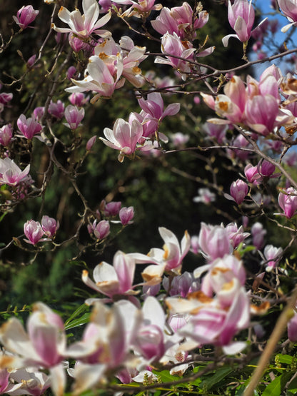 Magnolia soulangiana - Tulpenmagnolie