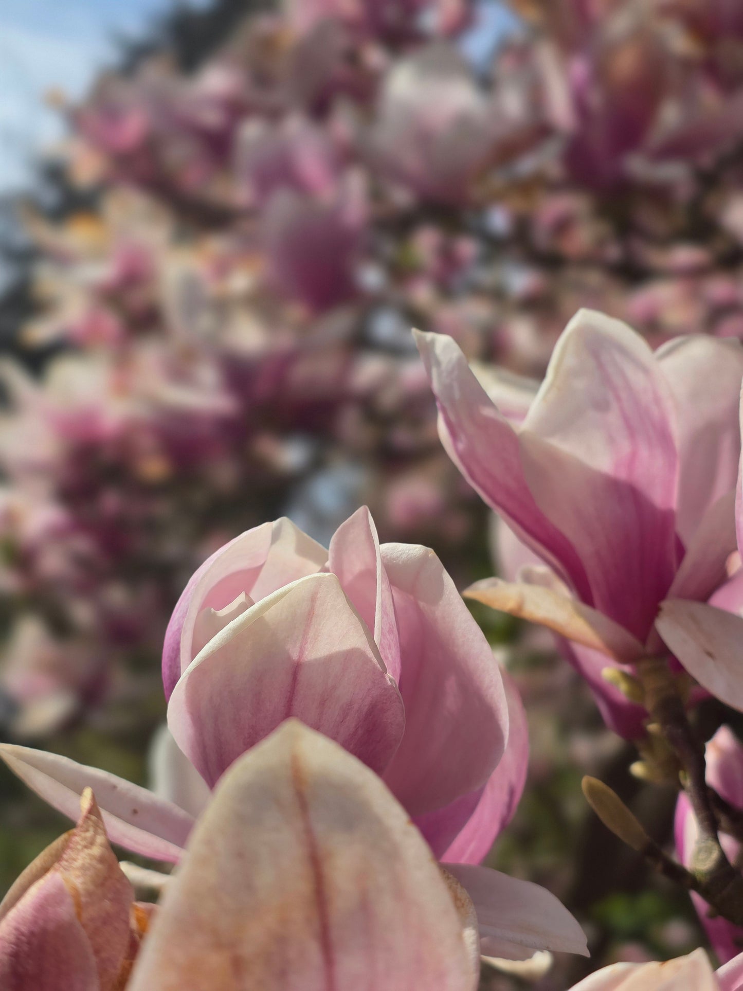 Magnolia soulangiana - Tulpenmagnolie