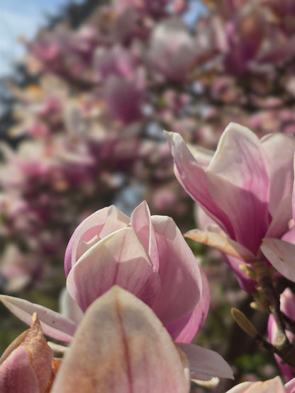 Magnolia soulangiana - Tulpenmagnolie
