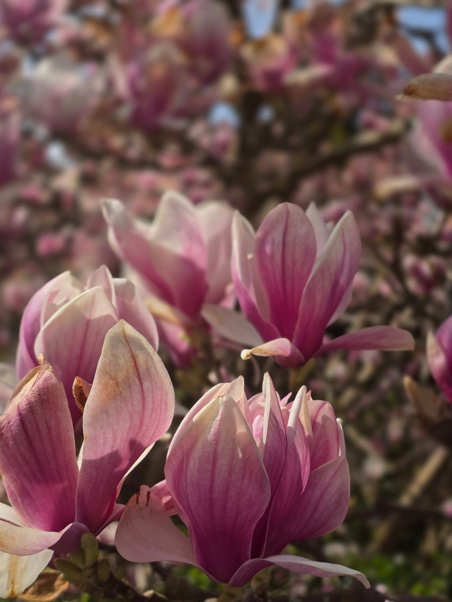 Magnolia soulangiana - Tulpenmagnolie