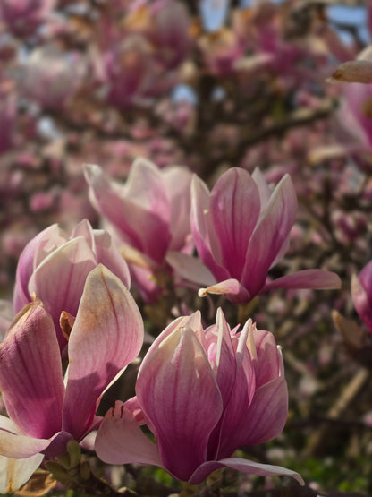 Magnolia soulangiana - Tulpenmagnolie