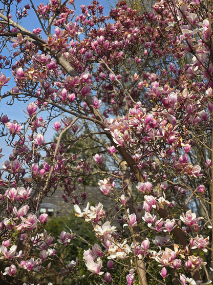 Magnolia soulangiana - Tulpenmagnolie