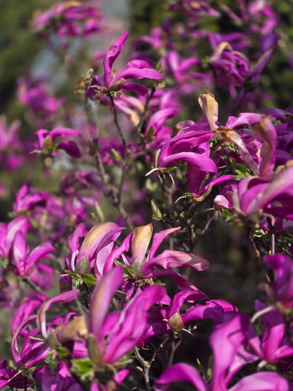 Magnolia liliiflora 'Susan' - Niedrige Magnolie 'Susan'