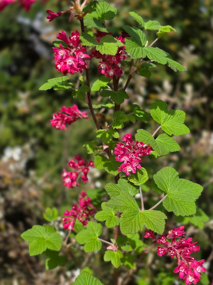 Ribes sanguineum 'King Edward VII' - Blut-Zierjohannisbeere 'King Edward VII'