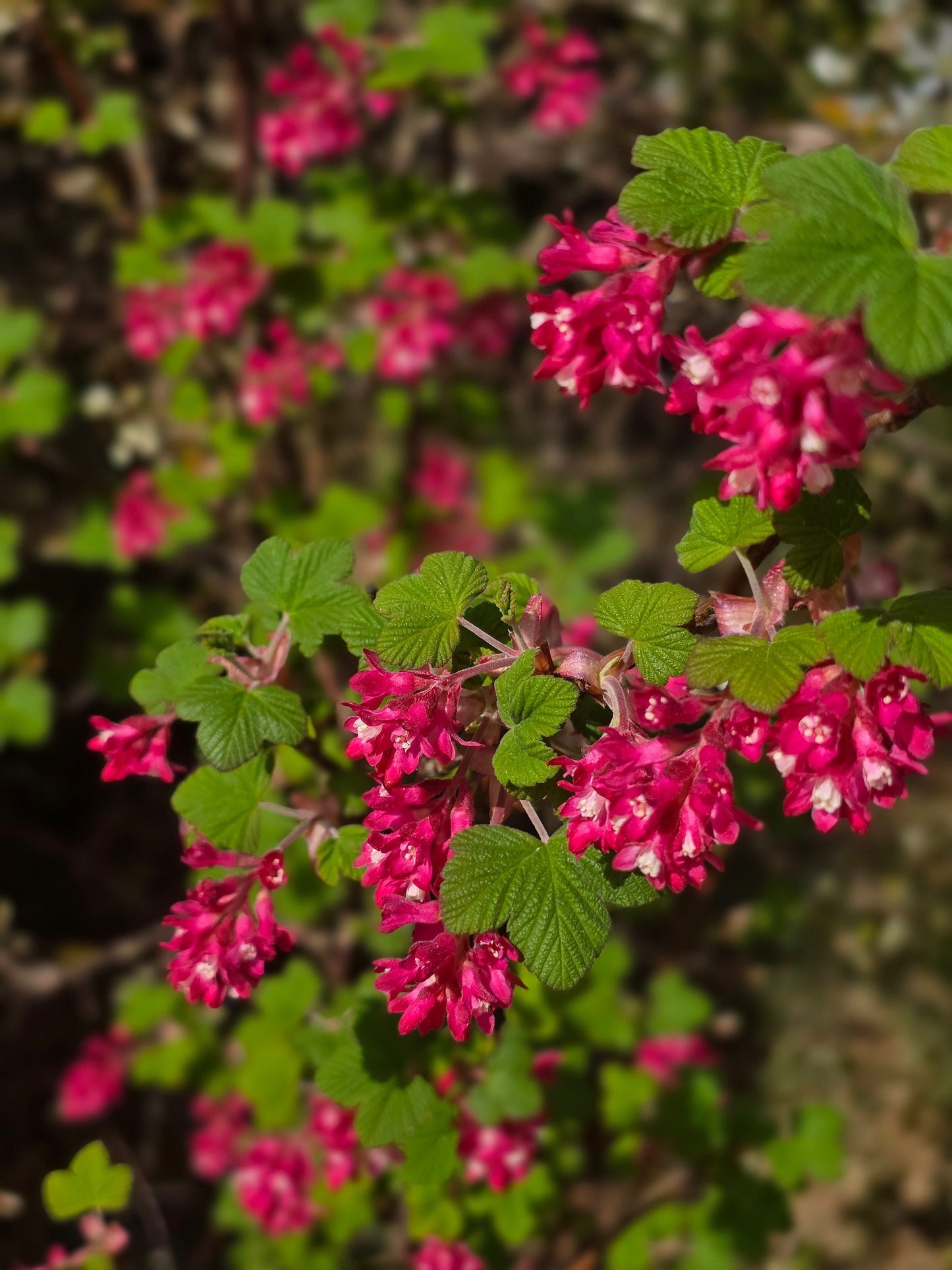 Ribes sanguineum 'King Edward VII' - Blut-Zierjohannisbeere 'King Edward VII'
