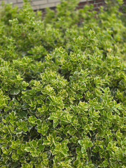 Euonymus fortunei 'Variegatus' - Weißbunte Kriechspindel 'Variegatus'