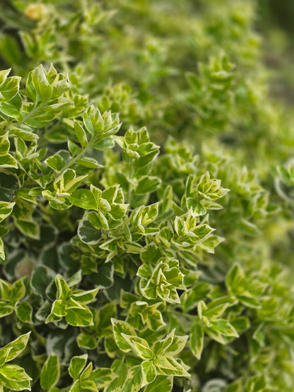 Euonymus fortunei 'Variegatus' - Weißbunte Kriechspindel 'Variegatus'