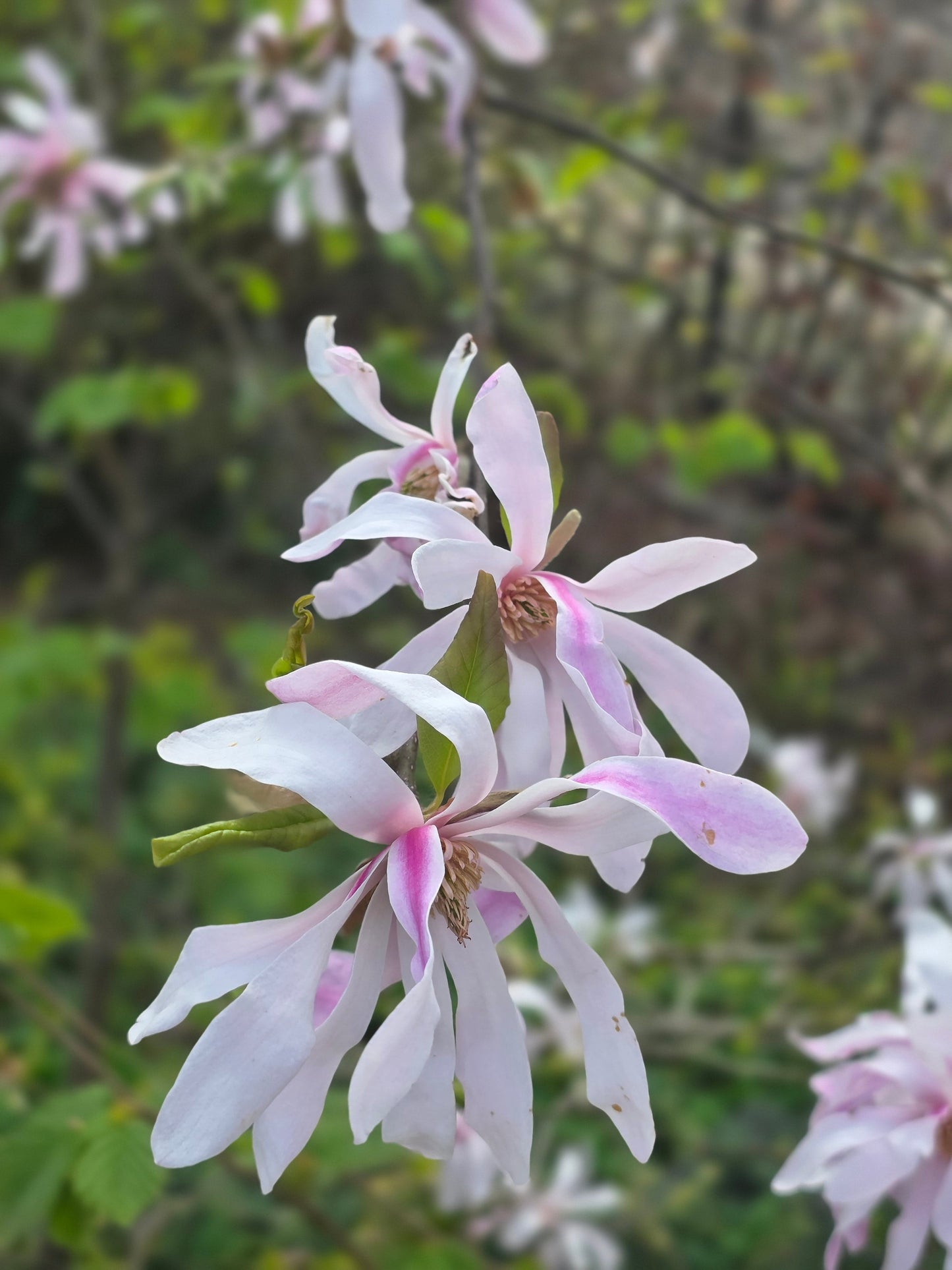 Magnolia loebneri 'Leonard Messel' - Rosa Sternmagnolie