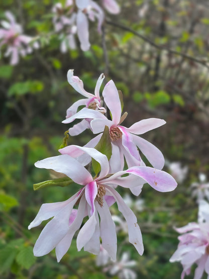 Magnolia loebneri 'Leonard Messel' - Rosa Sternmagnolie