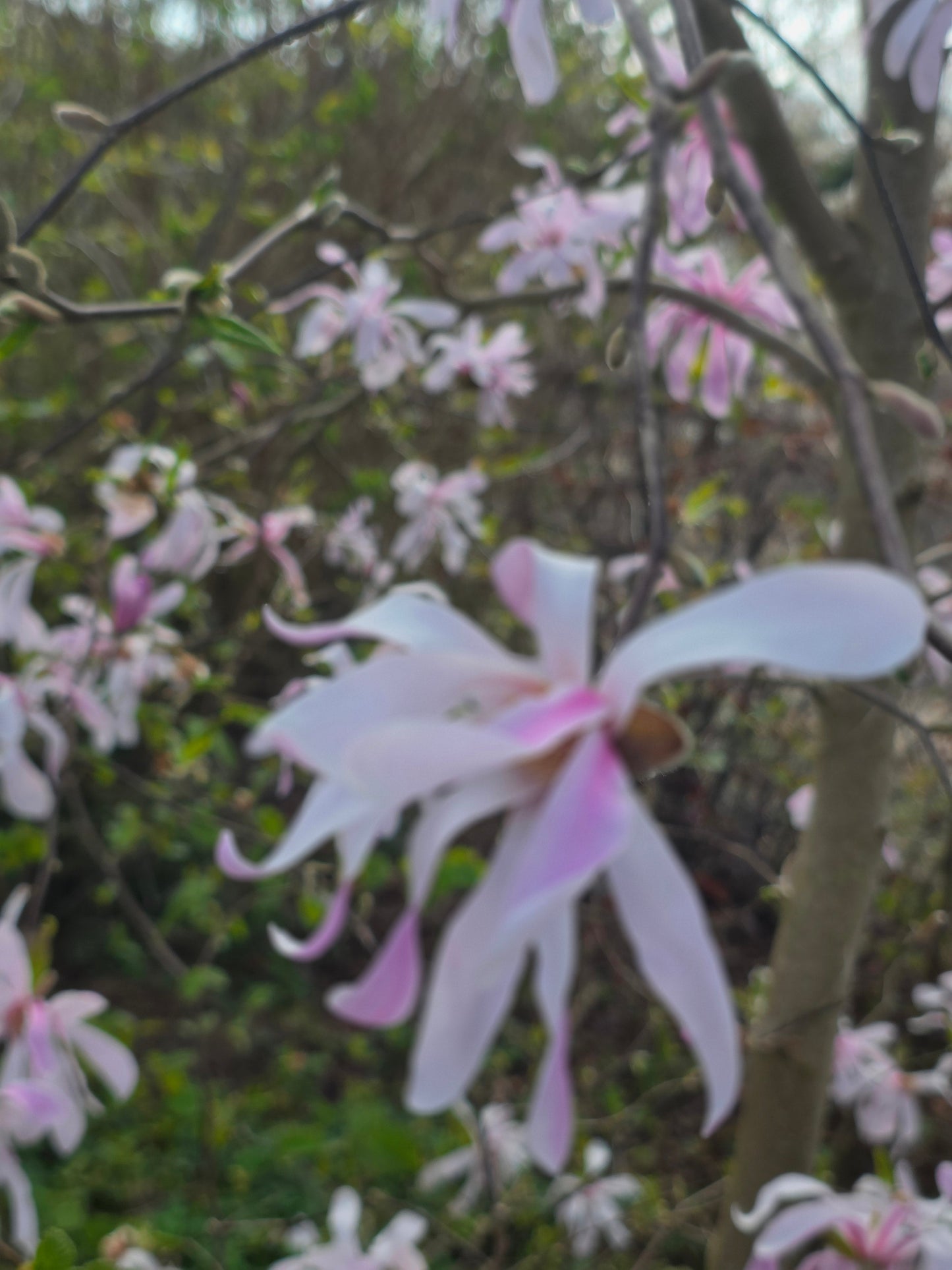 Magnolia loebneri 'Leonard Messel' - Rosa Sternmagnolie
