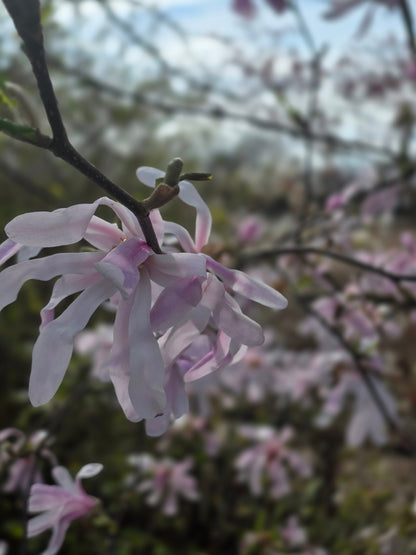 Magnolia loebneri 'Leonard Messel' - Rosa Sternmagnolie