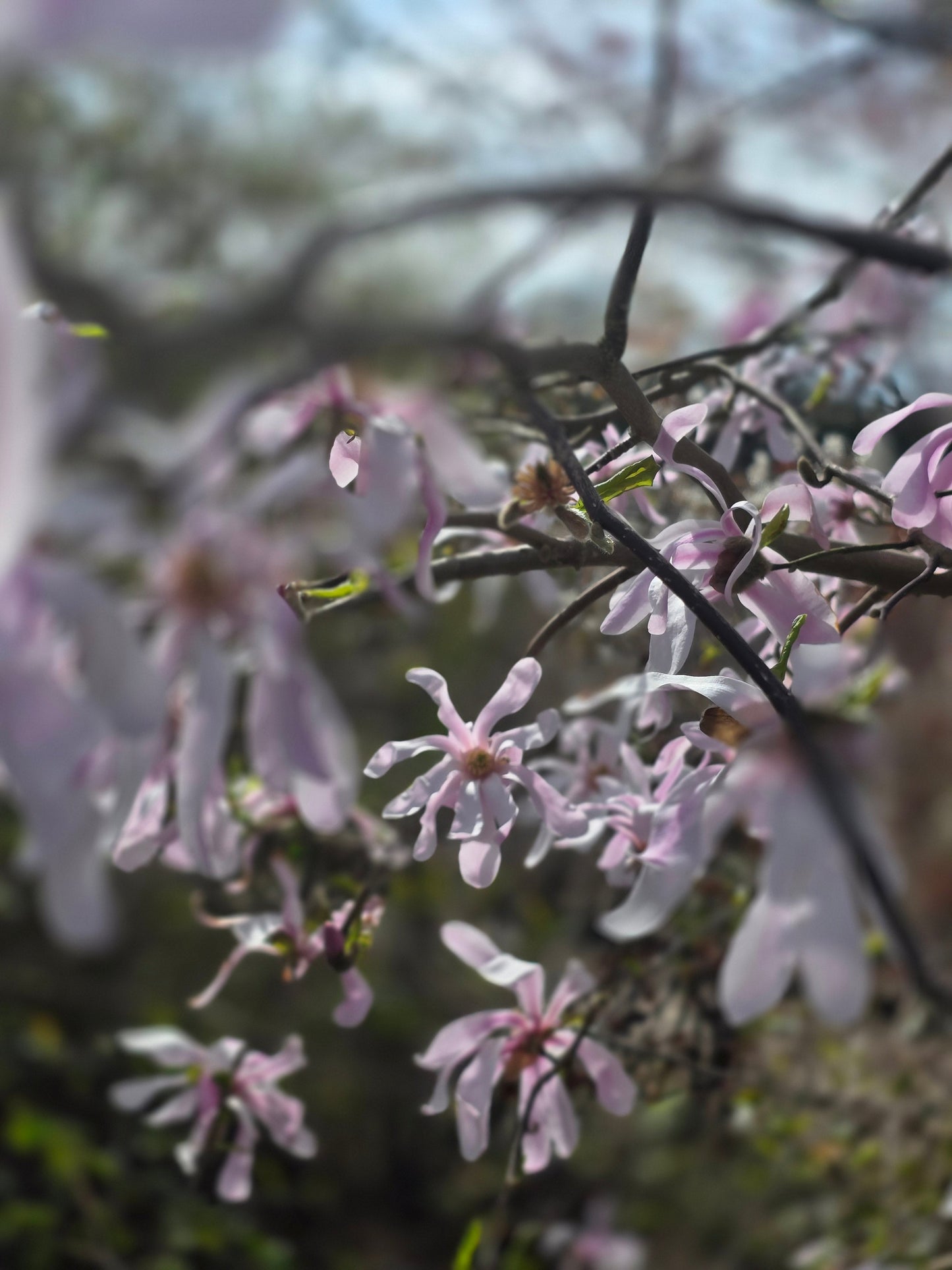 Magnolia loebneri 'Leonard Messel' - Rosa Sternmagnolie