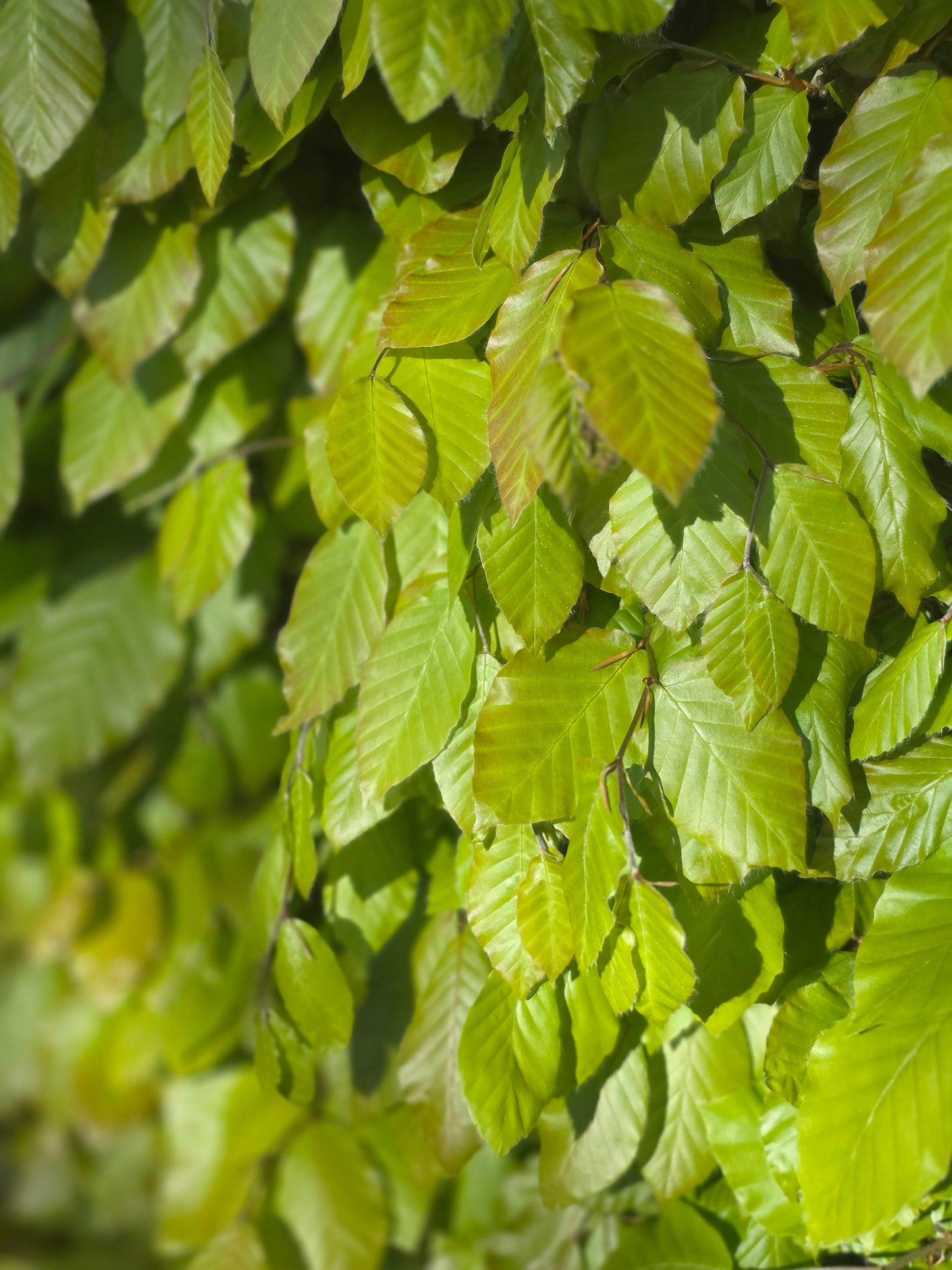 Fagus sylvatica - Rotbuche