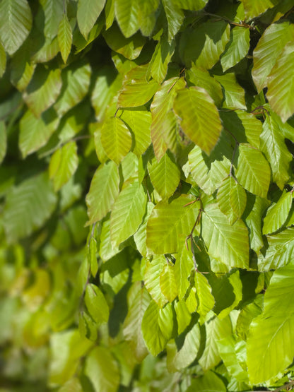 Fagus sylvatica - Rotbuche