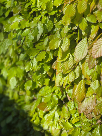 Fagus sylvatica - Rotbuche