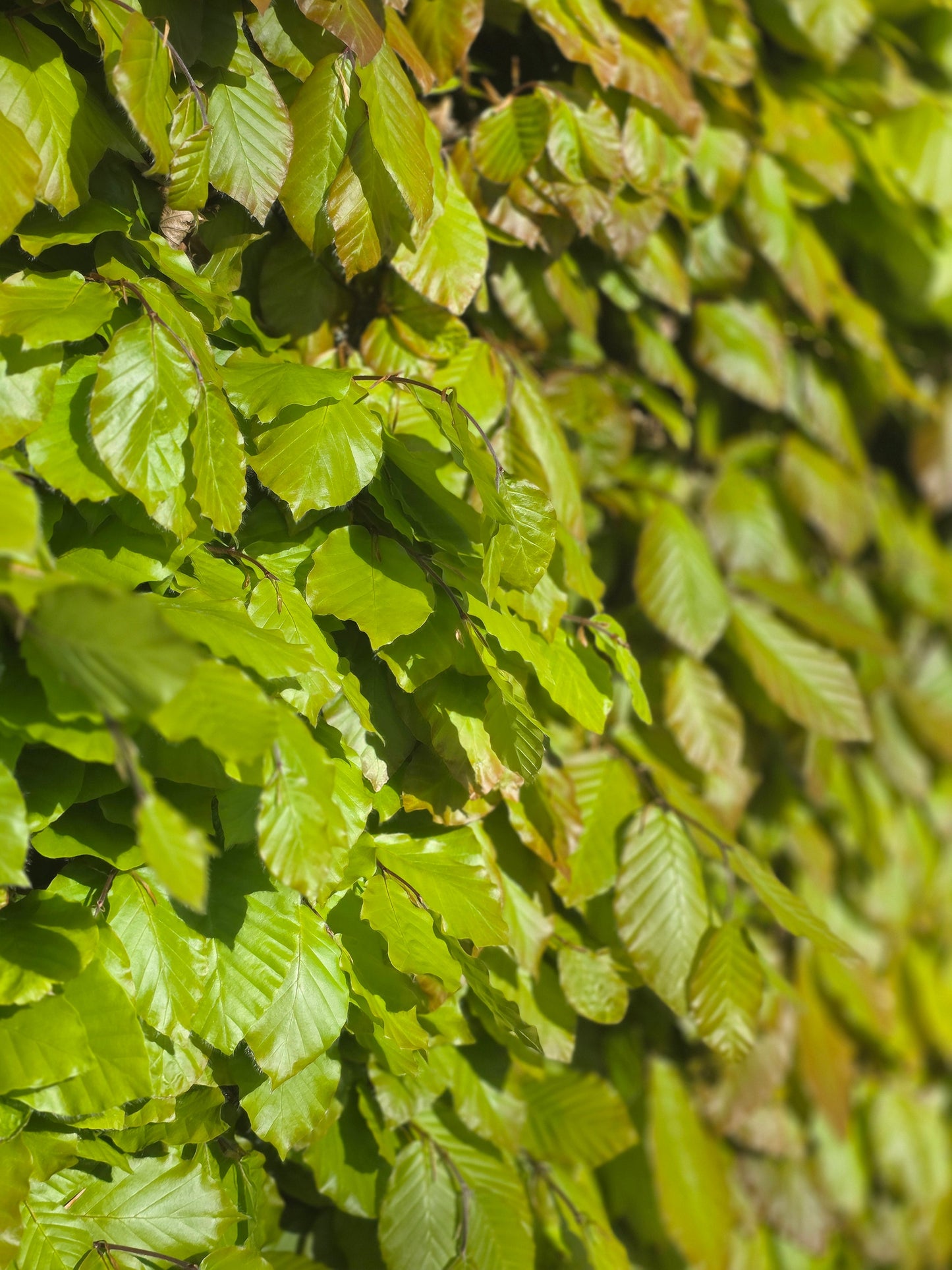 Fagus sylvatica - Rotbuche
