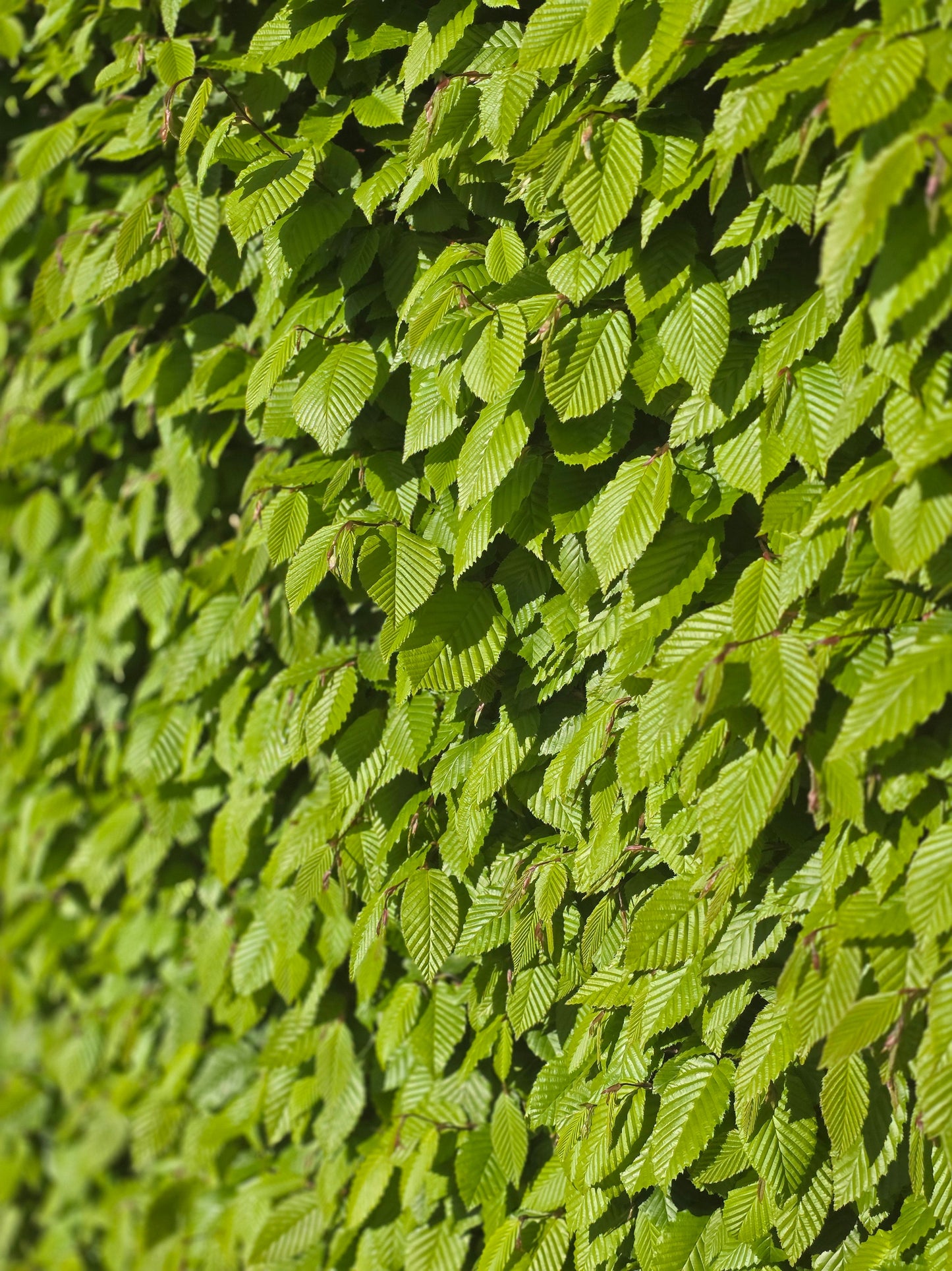 Carpinus betulus - Hainbuche / Weißbuche