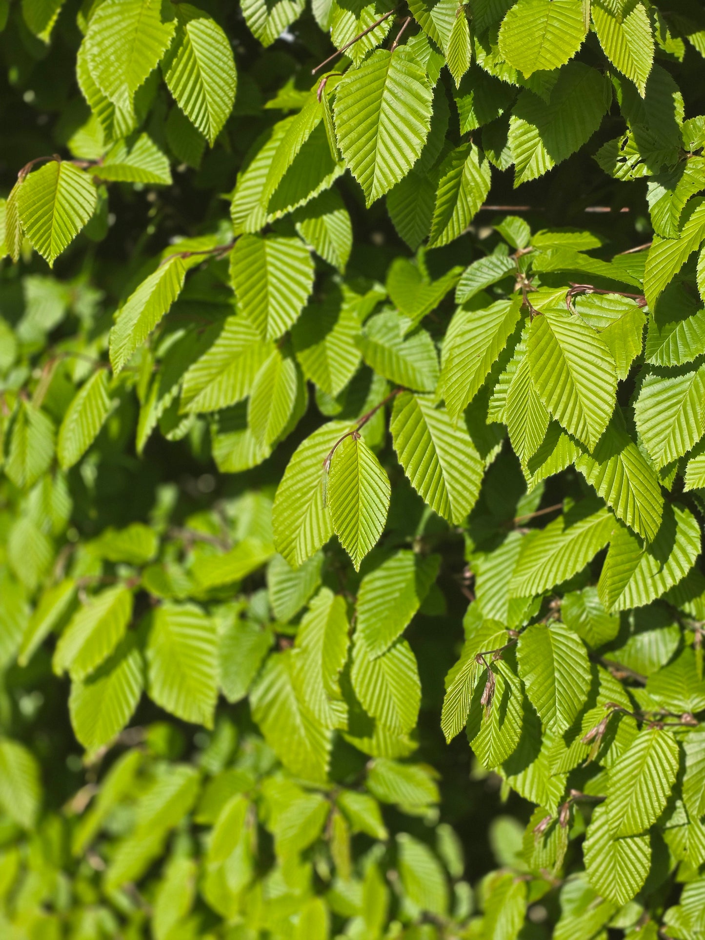 Carpinus betulus - Hainbuche / Weißbuche